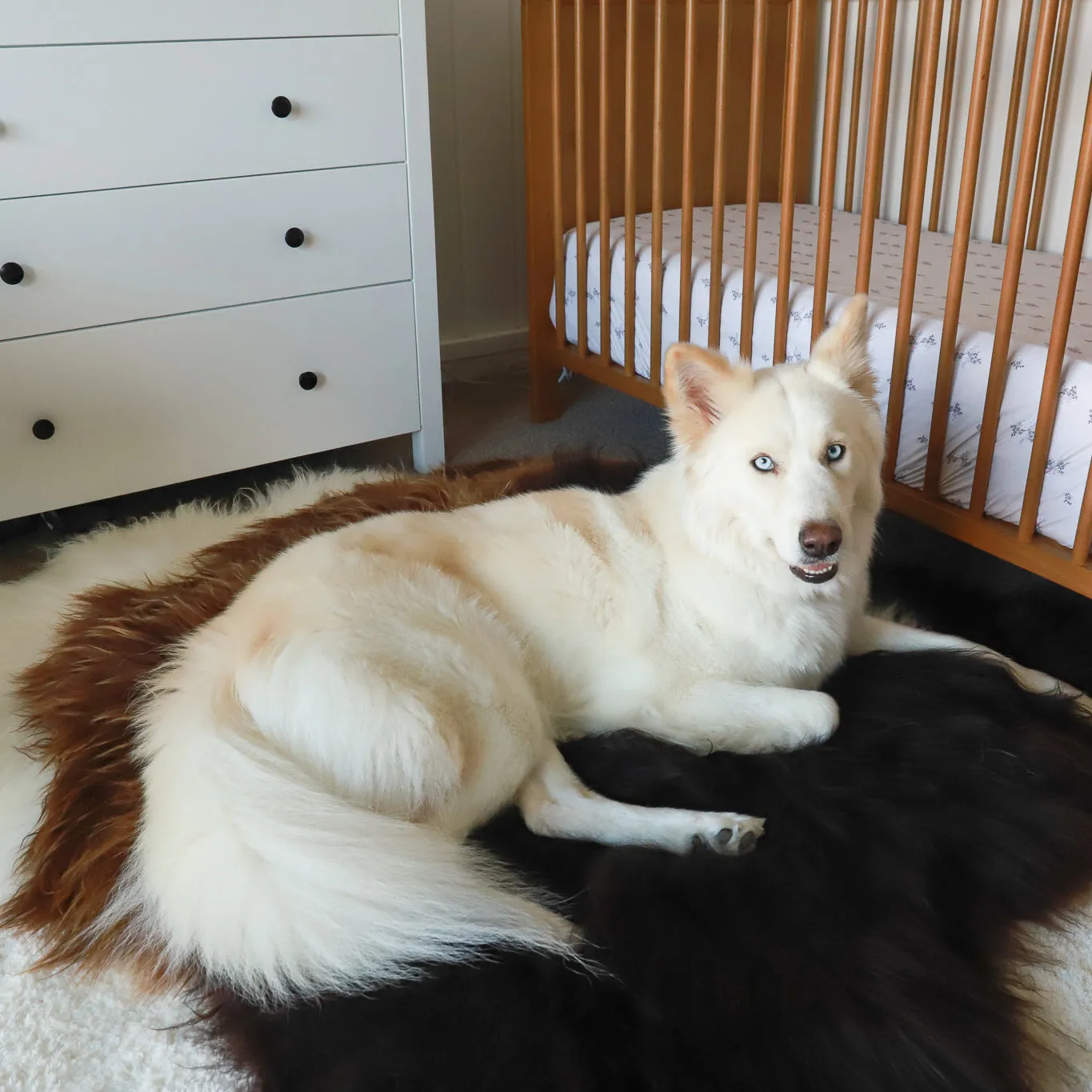 Premium Natural Icelandic Sheepskins